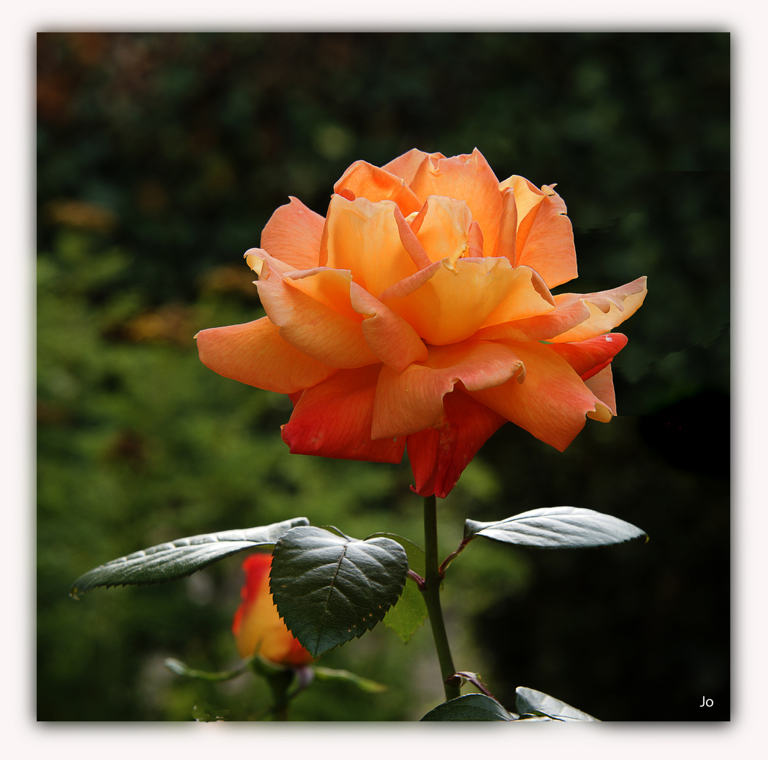 _DSC5039 Epanuissement d'une rose