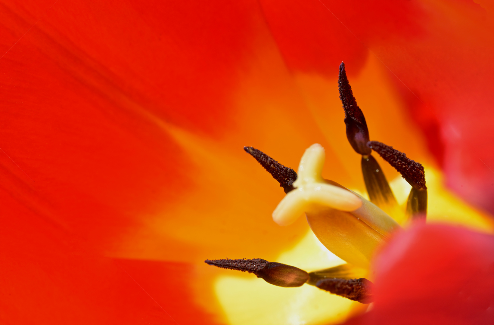 DSC_5039 - Tulpe