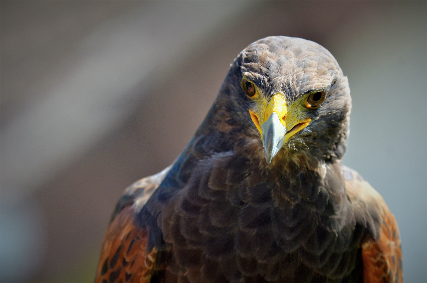 DSC_5075 Wüstenbussard