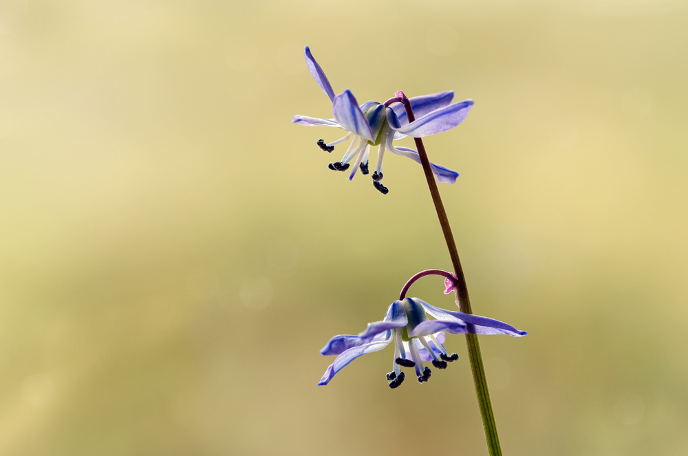 _DSC5185 Blausternchen