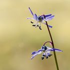 _DSC5185 Blausternchen