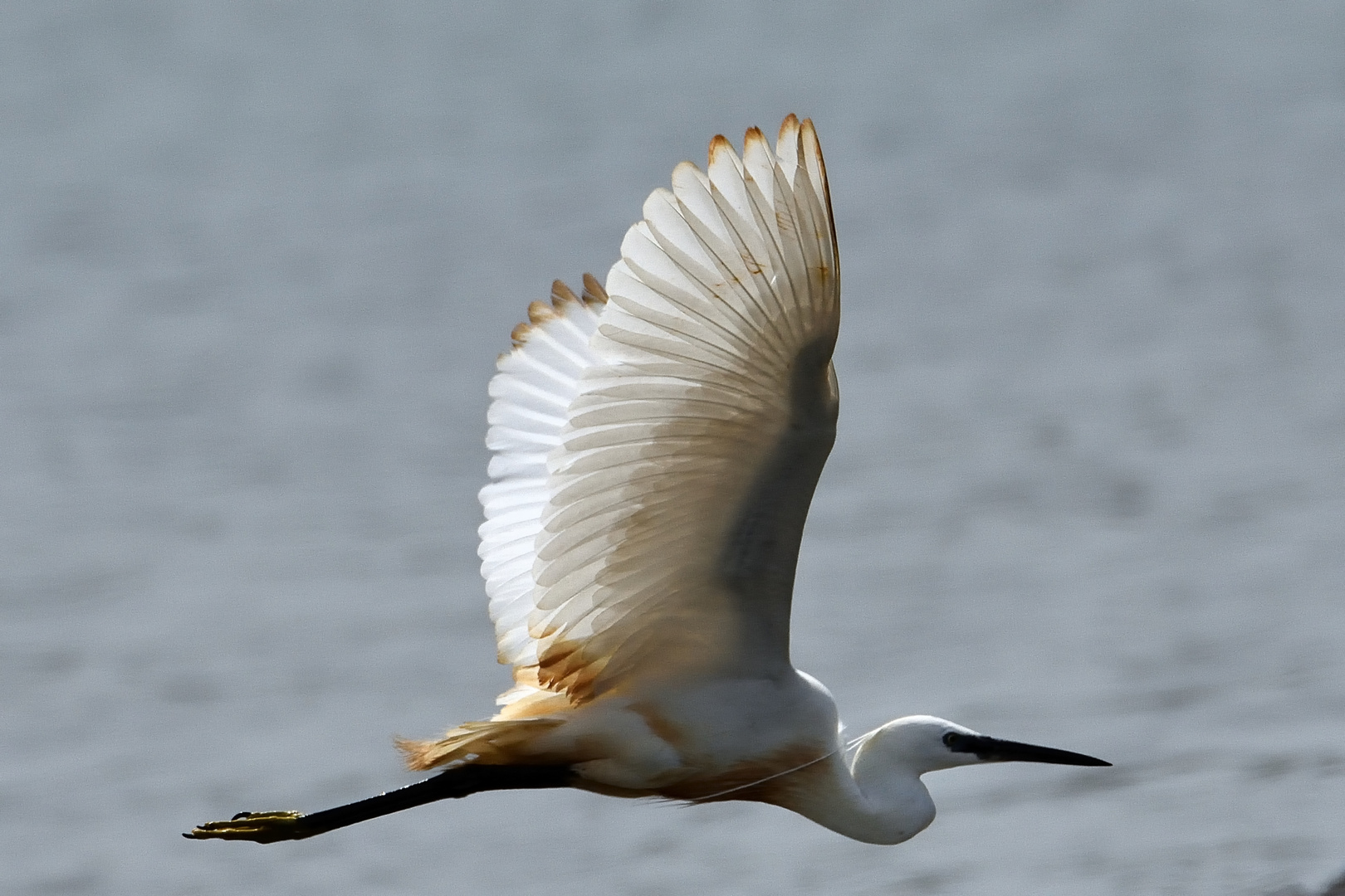 DSC_5369 Egretta Garzetta