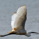 DSC_5369 Egretta Garzetta