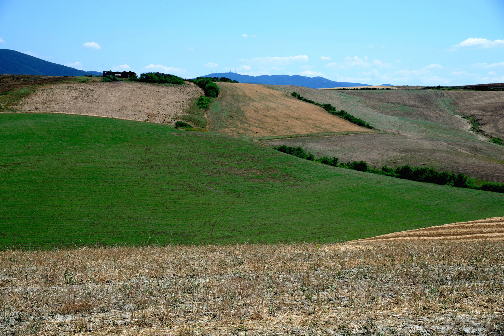 DSC_5496  Colline di Orciano pisano - Pisa