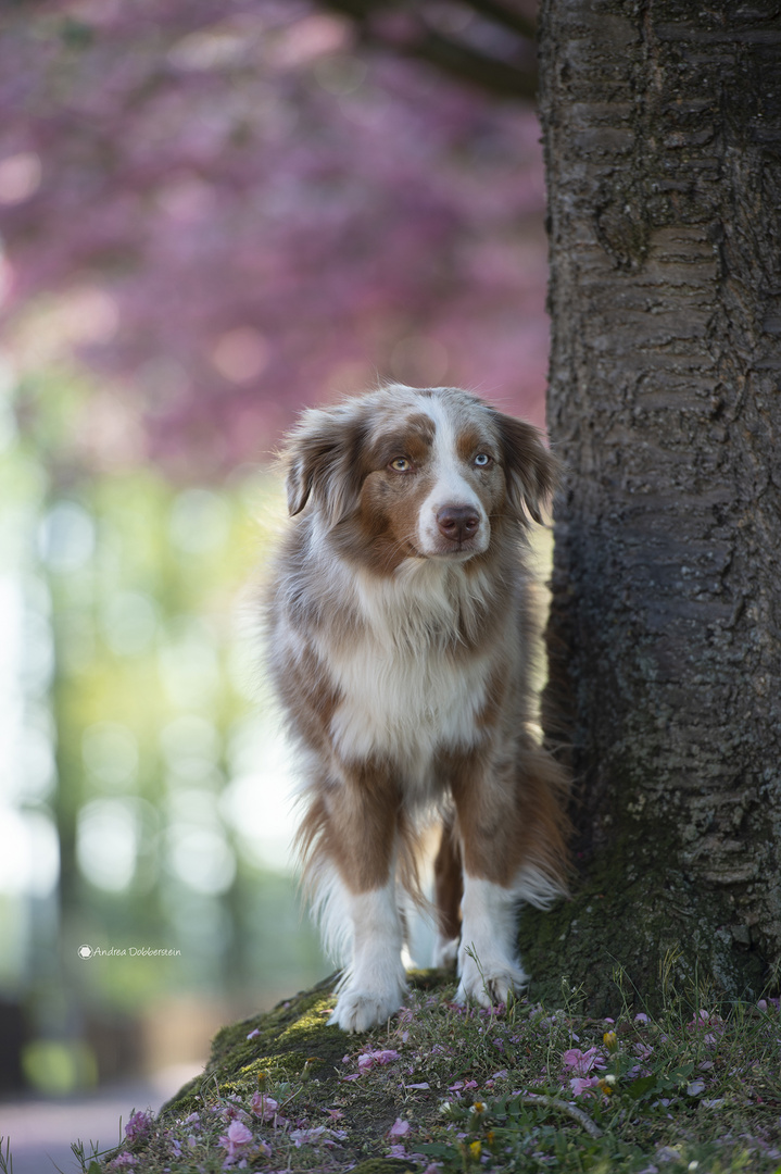 DSC_5718Mini Aussie Till