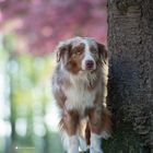 DSC_5718Mini Aussie Till