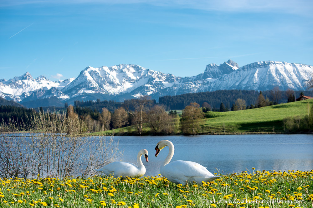 DSC_5916 Schwabelsberger Weiher Schwäne