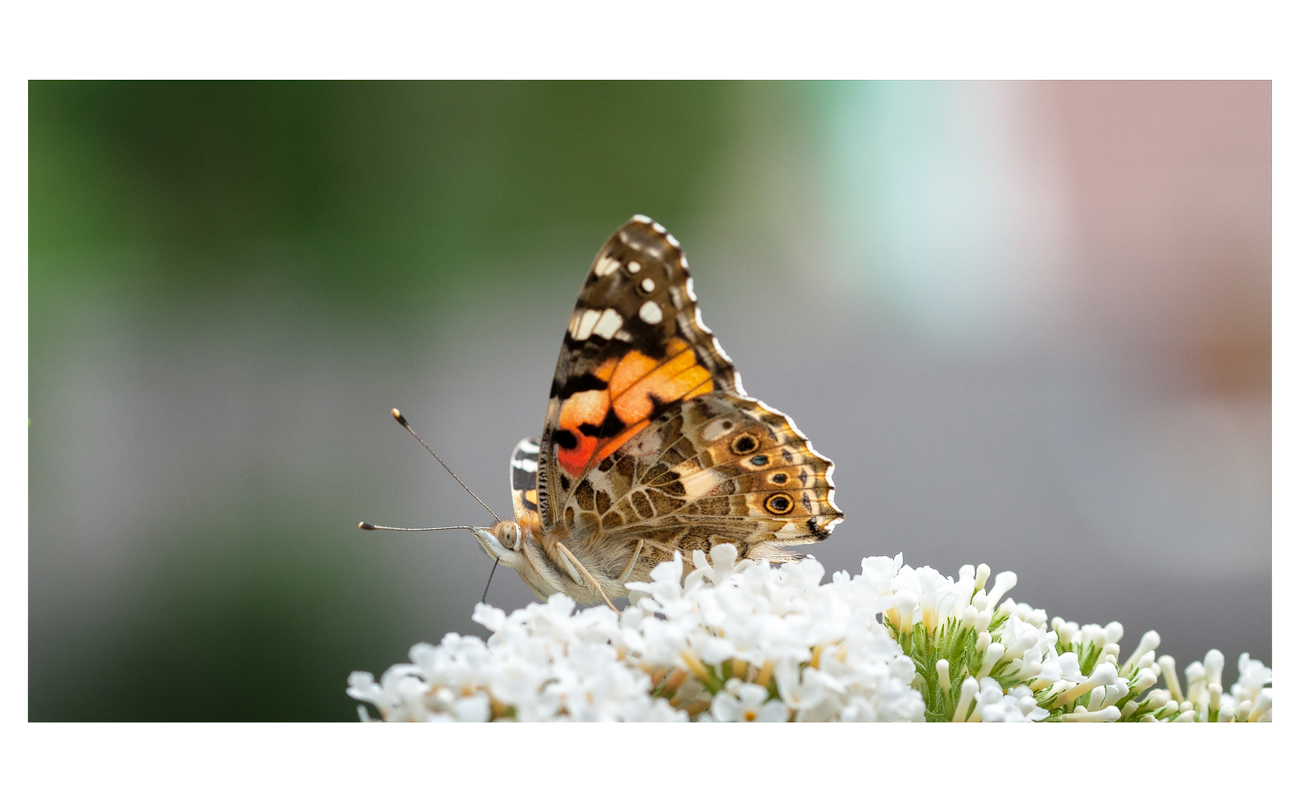 DSC_6540---Kopie-Diestelfalter-SChnittverkleinert-mitrahmen-negativmultiplizieren