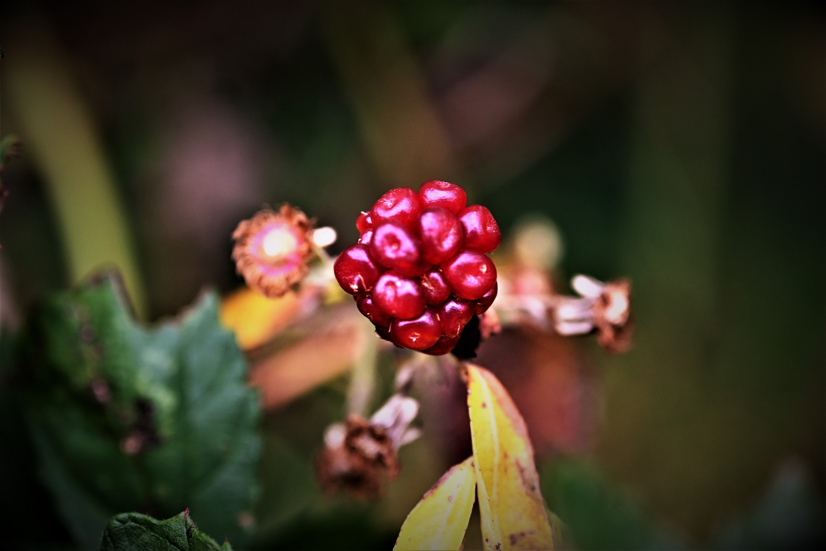 DSC_6797Frucht