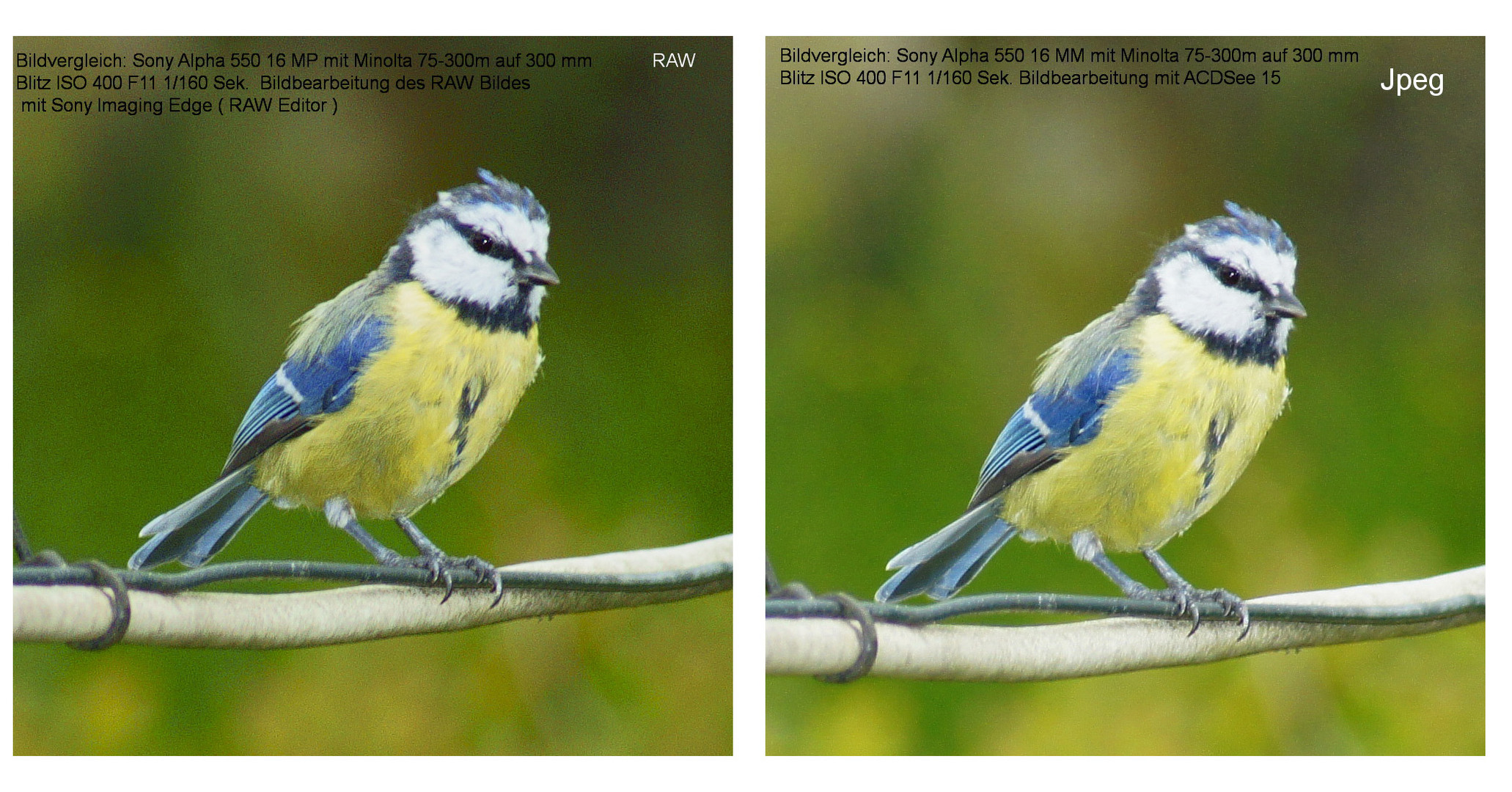 _DSC6801-Blaumeise-Bearbeitungsvergleich