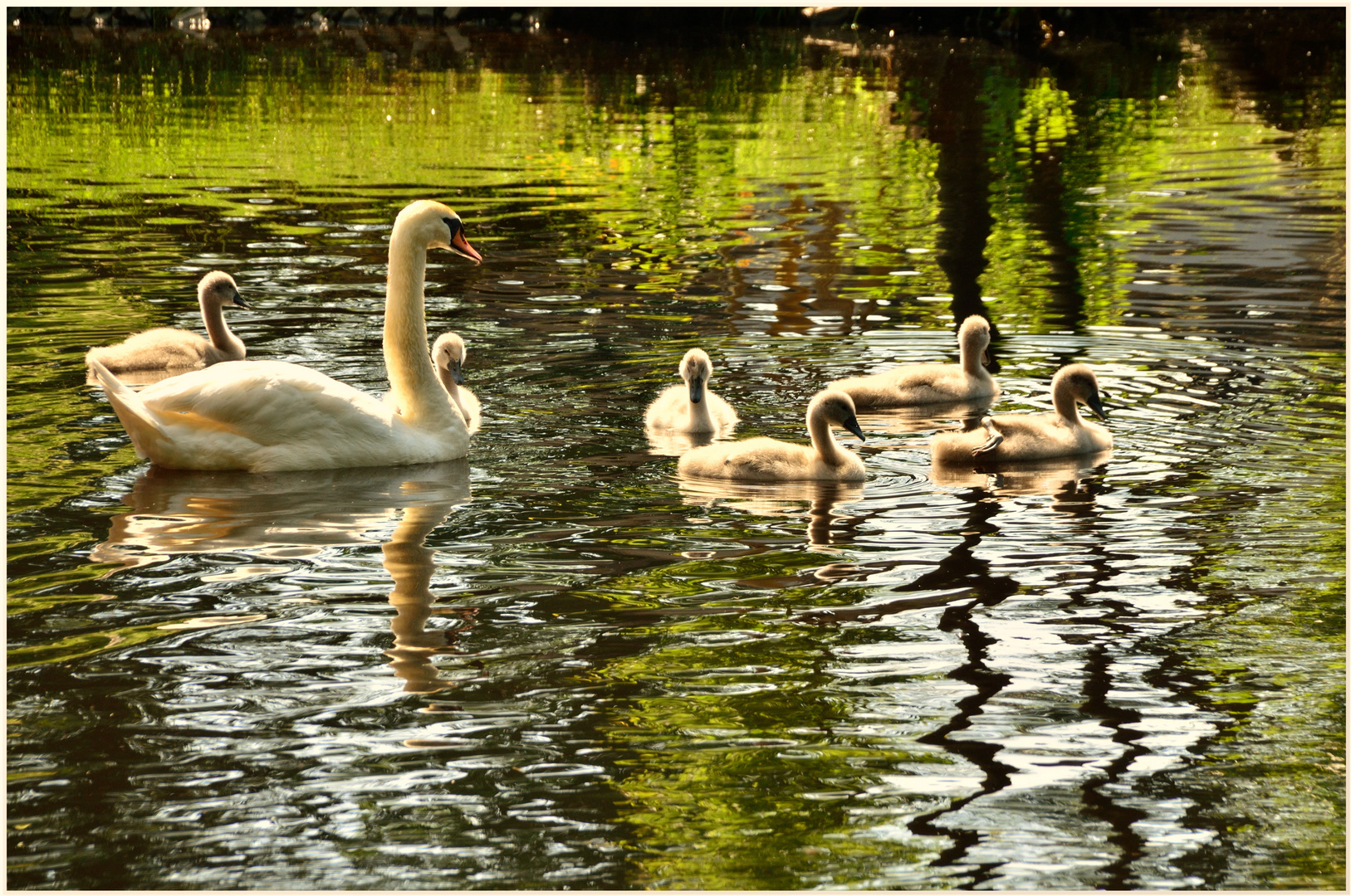 DSC_7190 Schwan mit Jungschwänen auf dem Mühlenteich