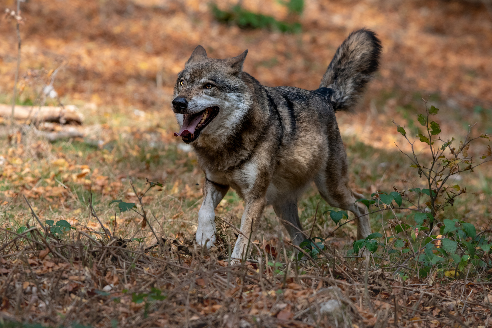 _DSC7317-Bearbeitet