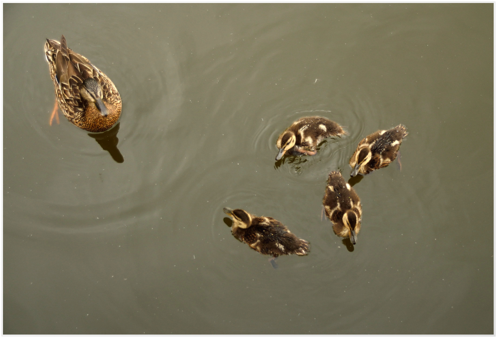 DSC_7522  Enten von oben