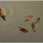 DSC_7522  Enten von oben