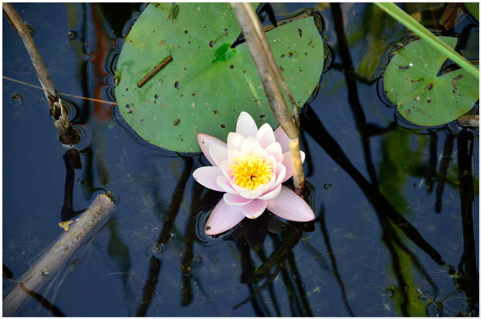 DSC_7705 Seerose