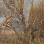 _DSC7729_Rohrdommel_Auleber Fischteiche_x