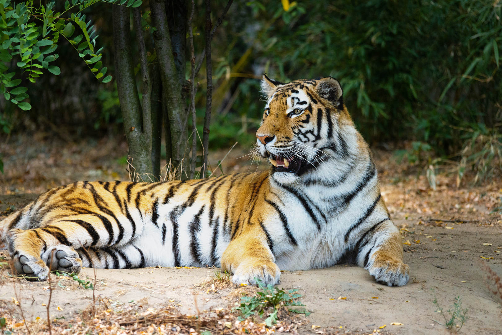 _DSC8230Tiger