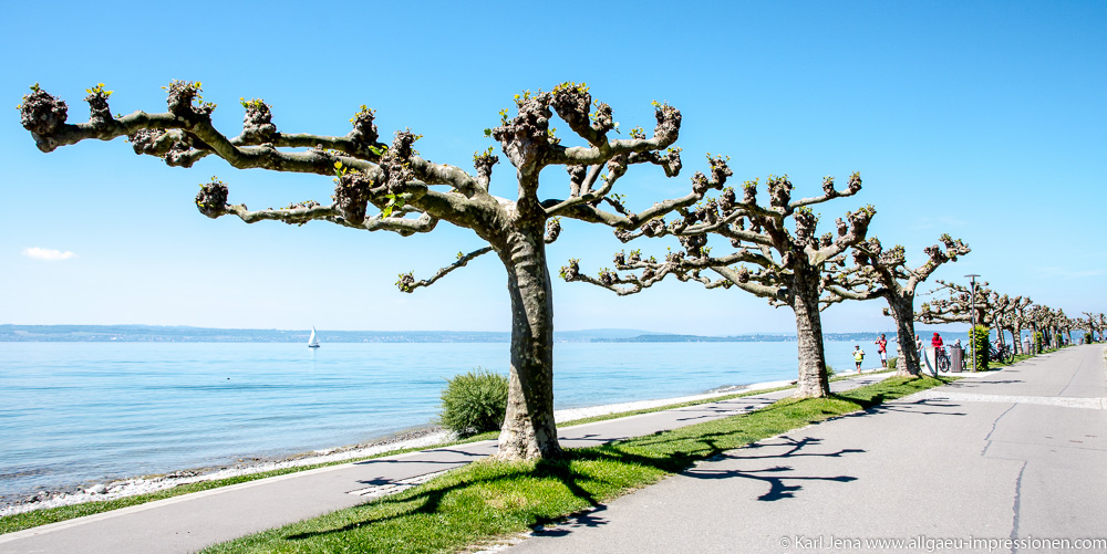 DSC_8294 1000pix Platanen bei Immenstaad am Bodensee