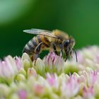 _DSC8546 Es wird Herbst…