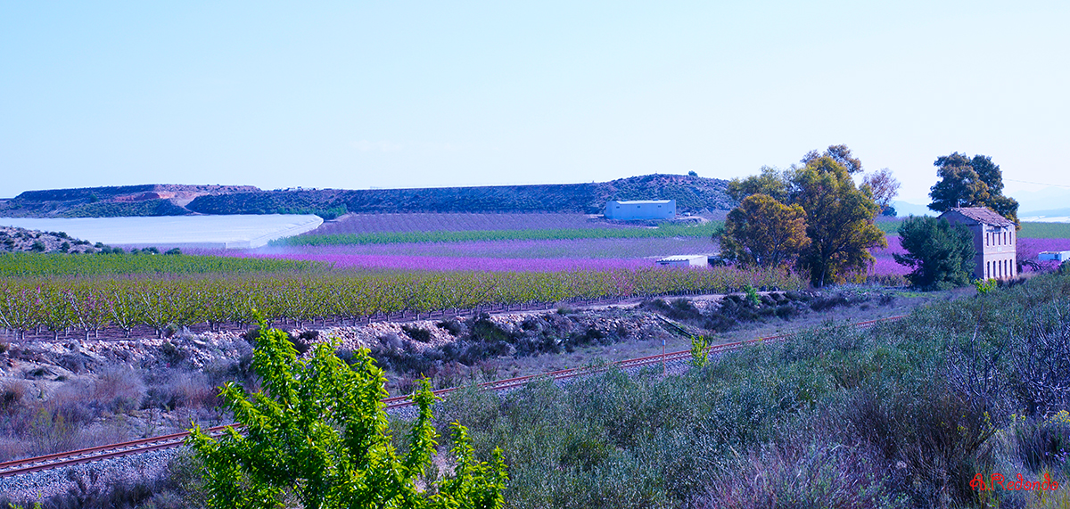 _DSC8562Pñ   Paisage.