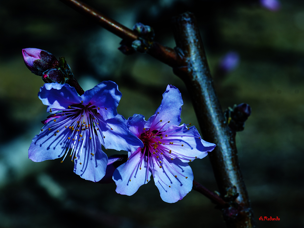 _DSC8584pñ  Azules.