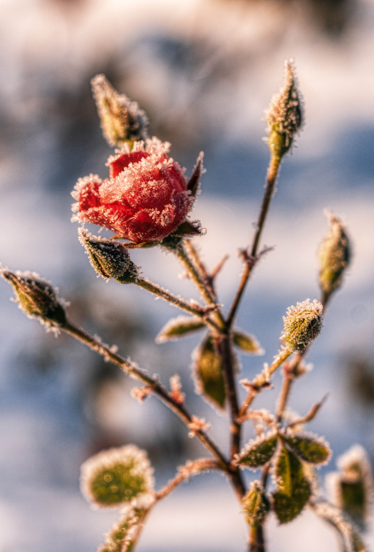 _DSC8883-Bearbeitet