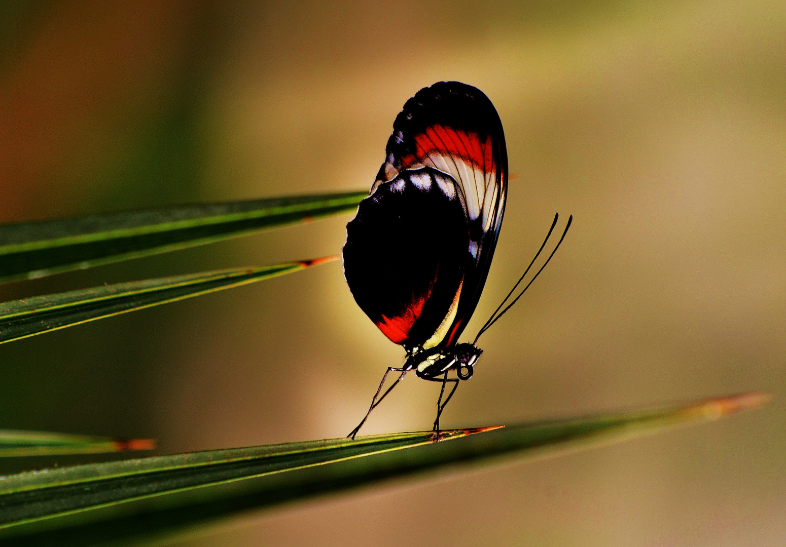 DSC_8980 Schmetterling