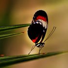 DSC_8980 Schmetterling