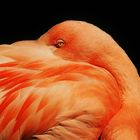 DSC_9297 Flamingo