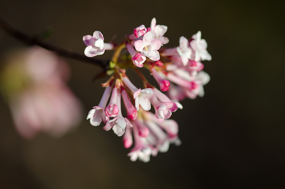 DSC_9399 Winterschneeball (Viburnum)