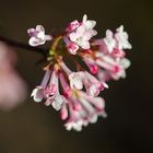 DSC_9399 Winterschneeball (Viburnum)