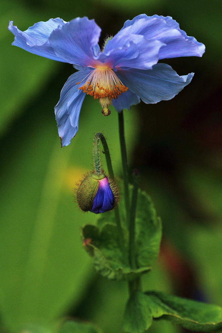 DSC_9491  Blauer Mohn