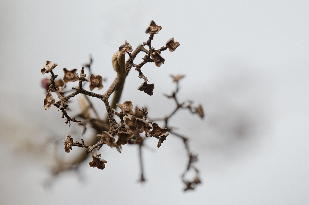 DSC_9510 Vertrockneter Blütenstand (Callicarpa)