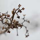 DSC_9510 Vertrockneter Blütenstand (Callicarpa)