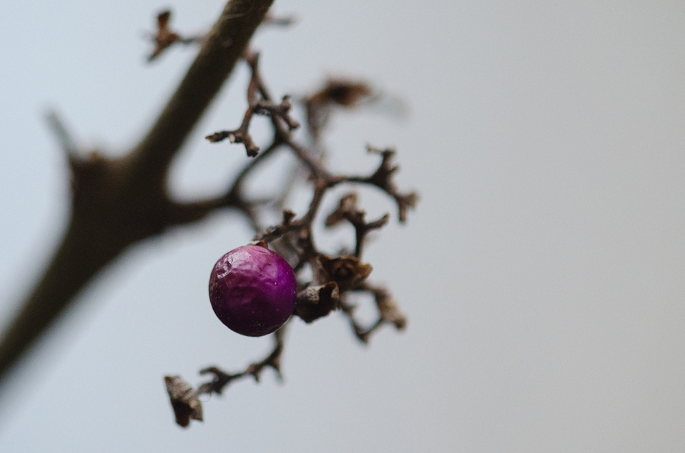 DSC_9519 Callicarpa Beere 