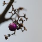 DSC_9519 Callicarpa Beere 