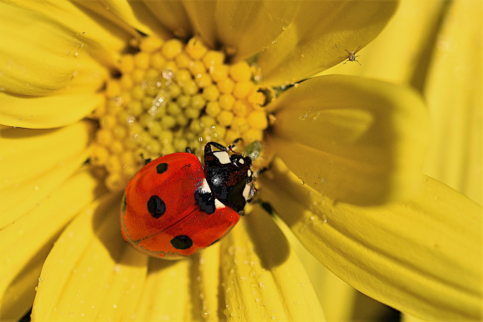 DSC_9764 Coccinella