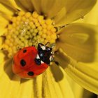 DSC_9764 Coccinella