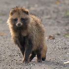 DSC_9994 Marderhund (Nyctereutes procyonoides) 