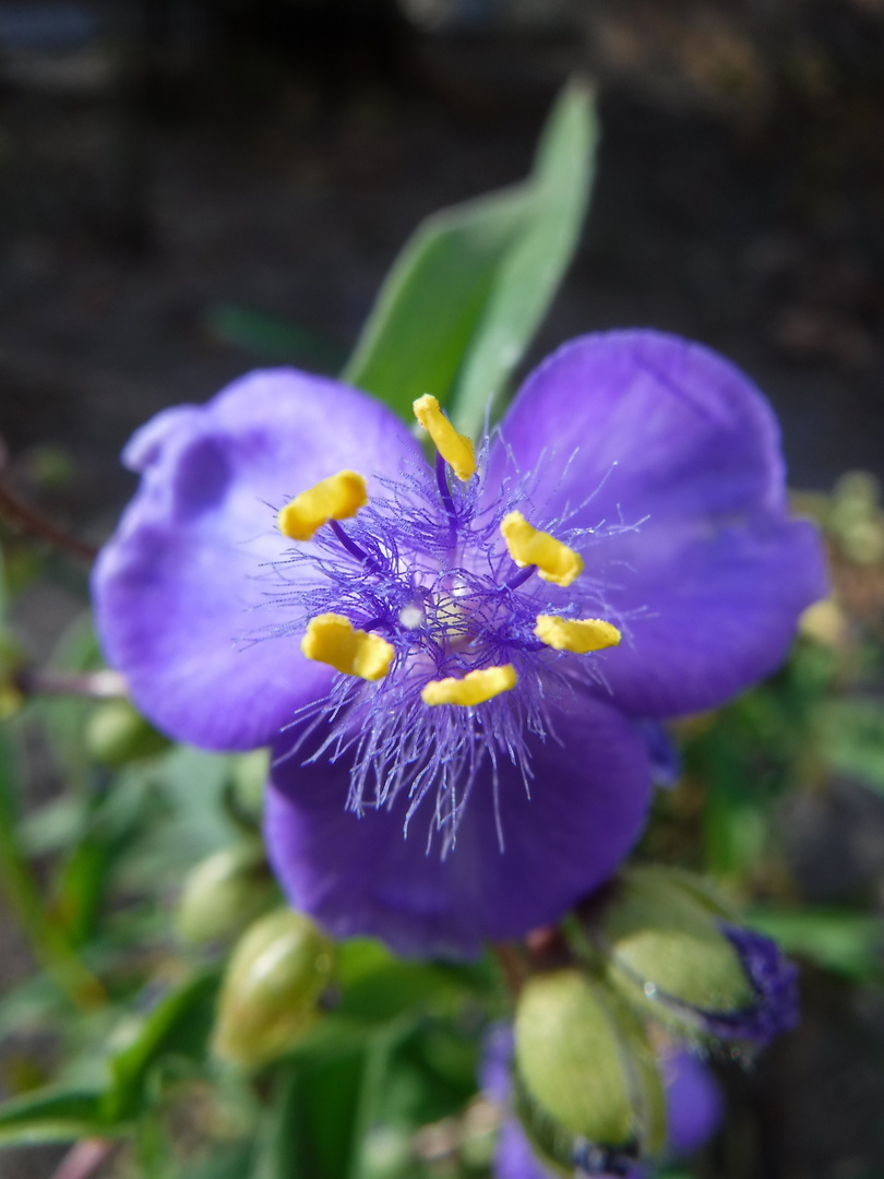 DSCF0143 - Purple flower close up - Tradescantia virginiana