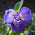 DSCF0143 - Purple flower close up - Tradescantia virginiana