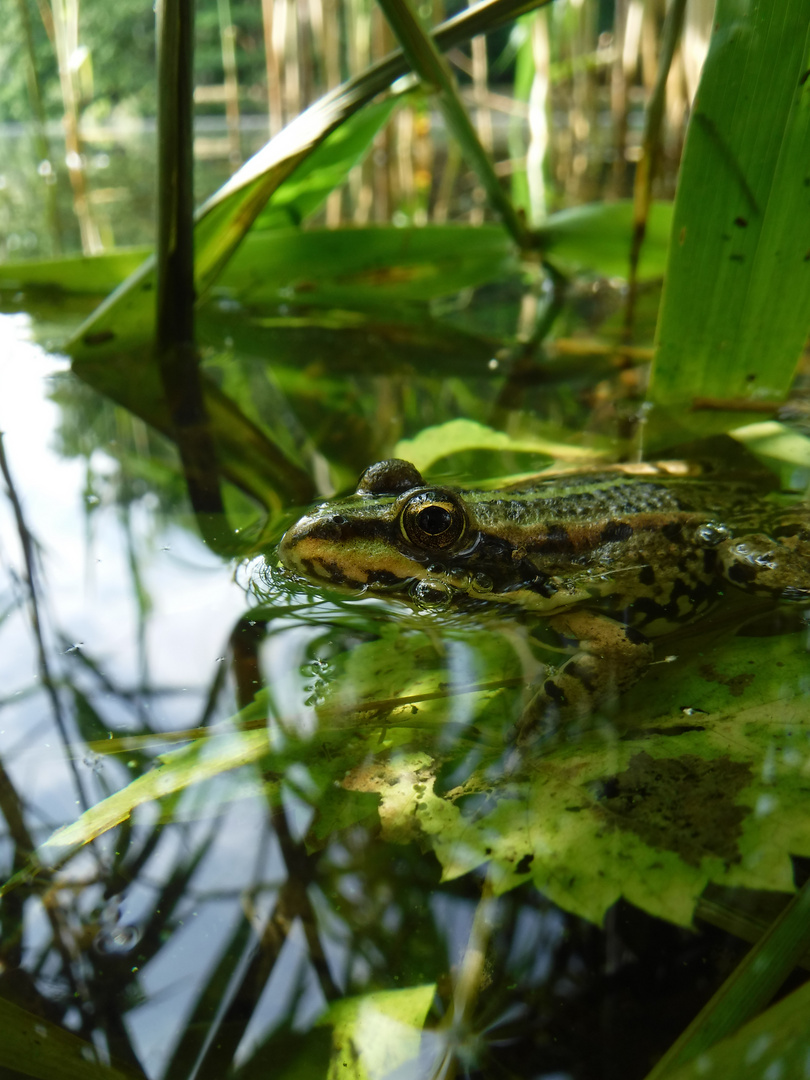 DSCF2790 - Frog in the water