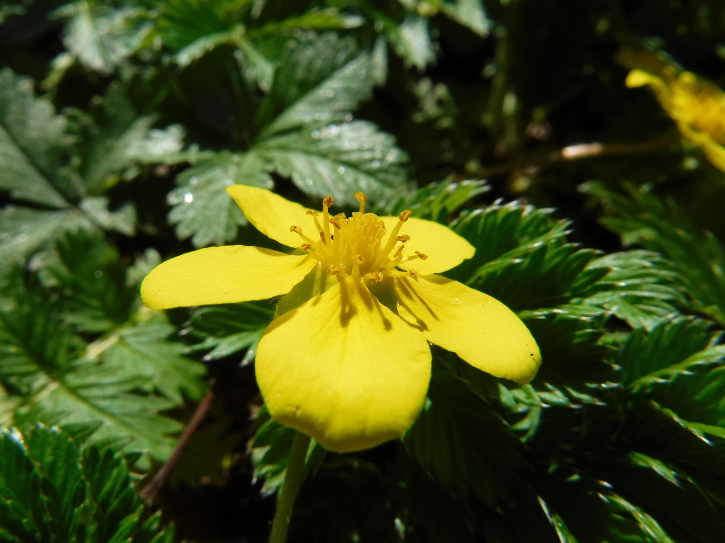 DSCF3253 - Little yellow flower - close up