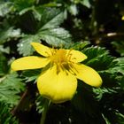 DSCF3253 - Little yellow flower - close up