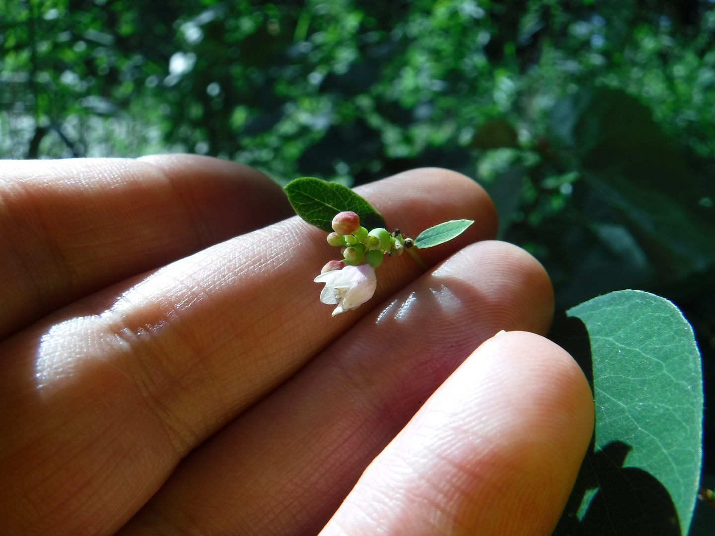 DSCF3390 - little flowers and my hand