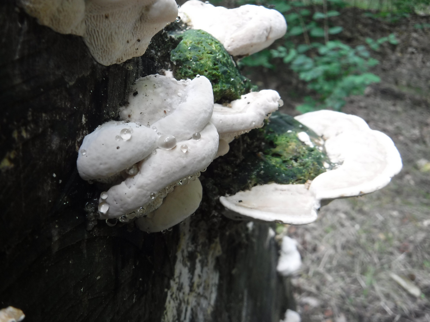 DSCF3415 - tree funghi with water drops face