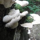 DSCF3415 - tree funghi with water drops face