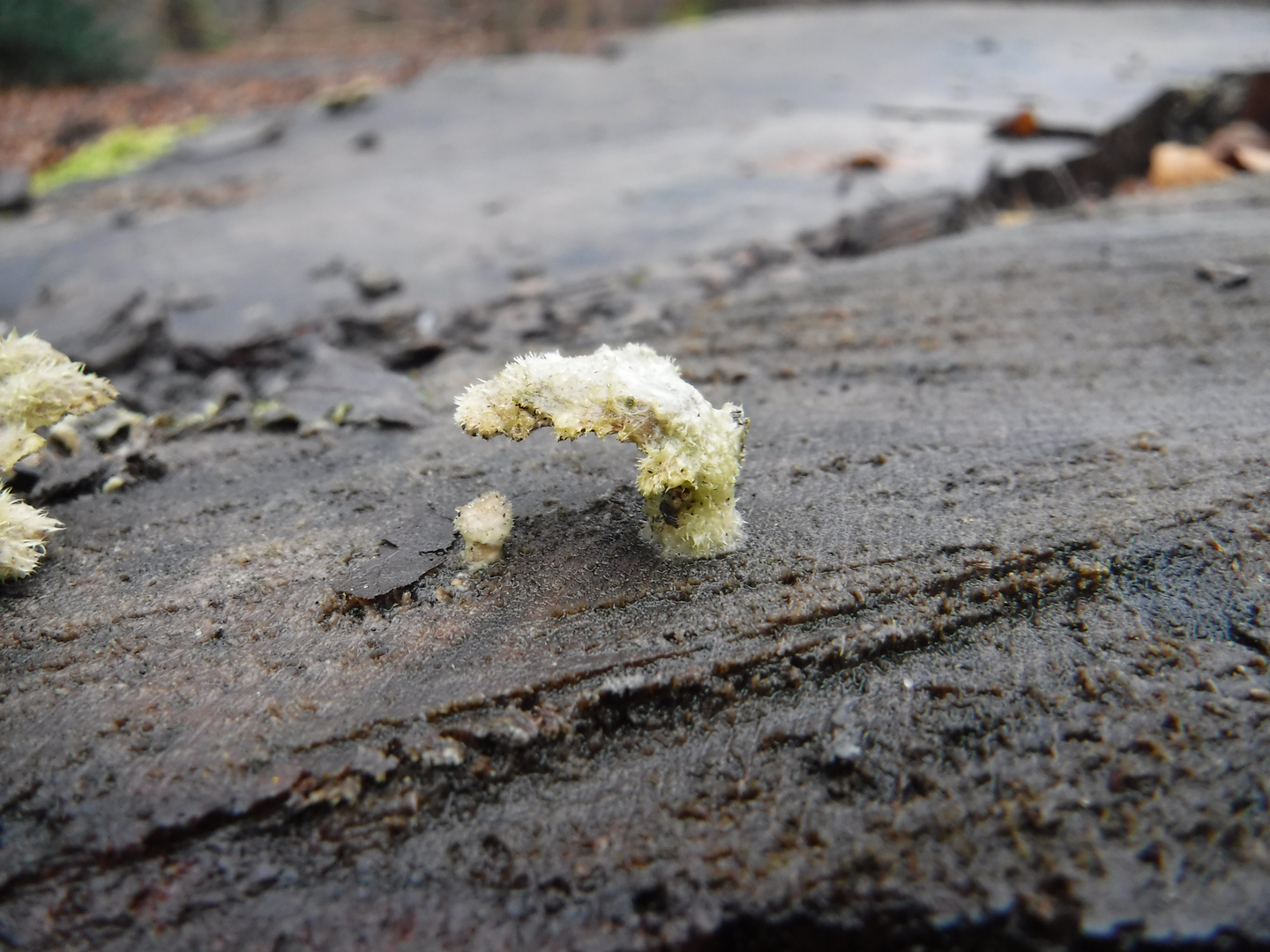 DSCF3506 - Tiny tree moss