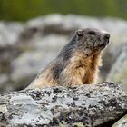 DSCF3687-marmotta-2