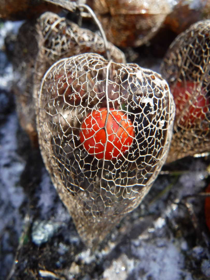 DSCF4093 - Naked physalis